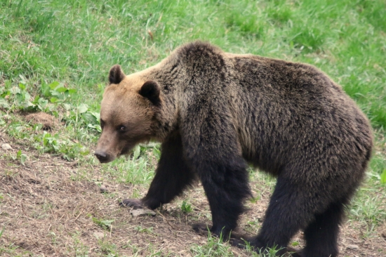 zazerač