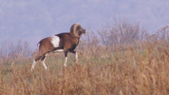 Baran