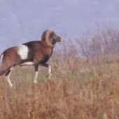 Baran