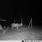 Nočna návšteva záhrady