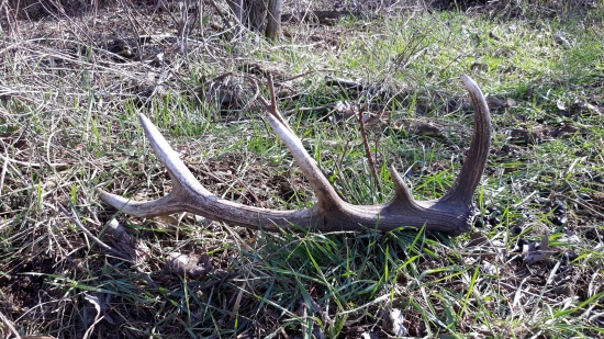 Dnešný pozdrav jari.