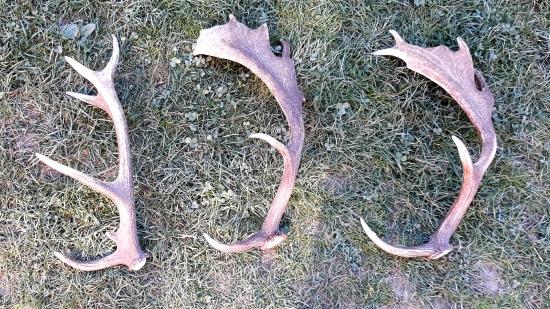 Keď sa ráno darí.