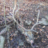 zožratý do kosti