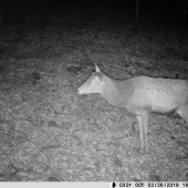 Škoda že už bez parožia