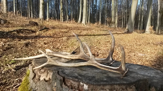 minuloročne 5 m od seba