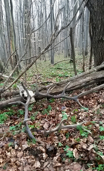 nepravidelný 10-torák