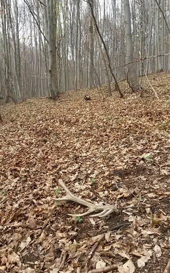 maličký 12-toračik