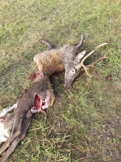 Svorka vlkov si pochutnala