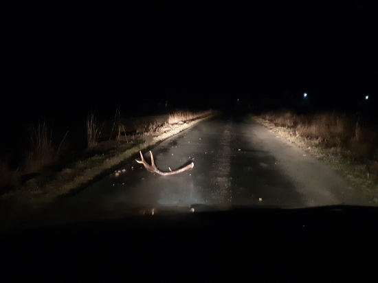 Prekvapenie cestou na oziminu