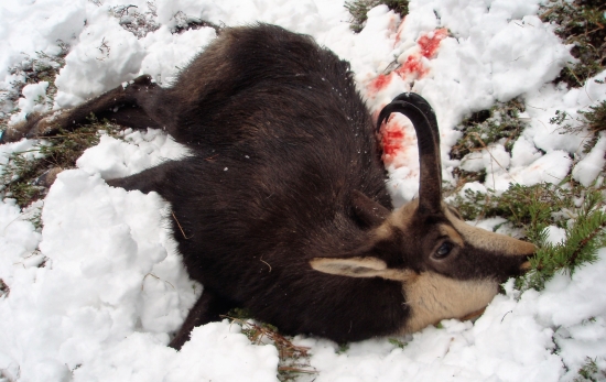 Kamzík 9 r. 98,6 b.