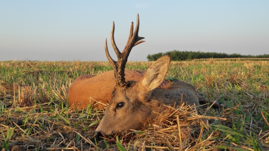 Spomienka na augustové ráno 134,7 b. 6 r.
