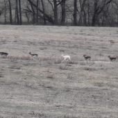 dáma medzi dama dama dámami