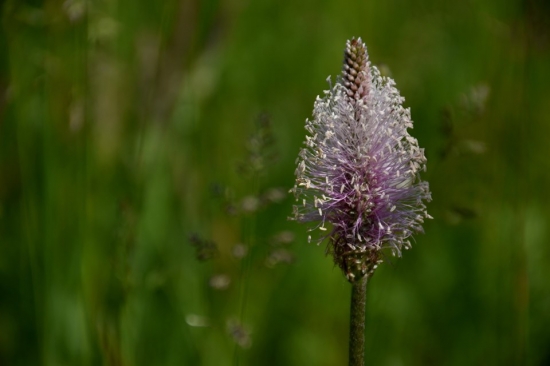 Na voňavej lúke...