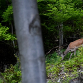 Večerná prechádzka