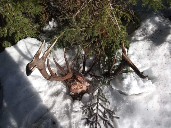 Pravidelný 12 torak