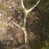 8torak