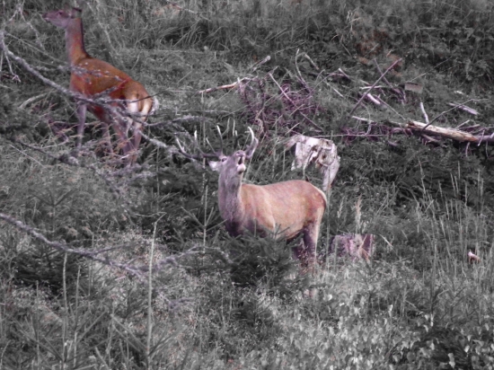 Pravidelný 12 torak