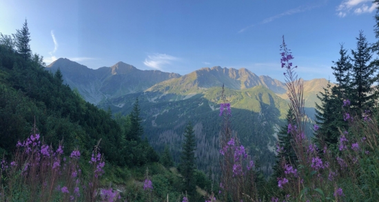 z Tatier kyprina úzkolistá Chamerion angustifolium (L.) Holub