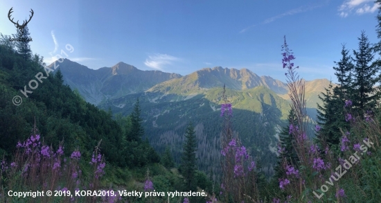 z Tatier kyprina úzkolistá Chamerion angustifolium (L.) Holub