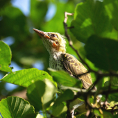 Začína život bez rodičov