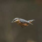 Veselý  silvester-MIG 29