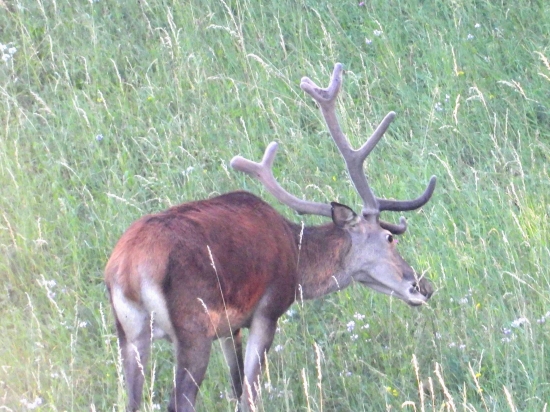 Večera