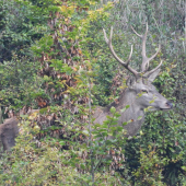 Skrýval sa za lístím