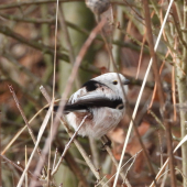 Mlynárka Dlhochvostá