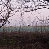 Capreolus Pragus aneb Srna Pražská :D