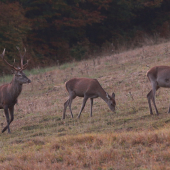 Už je po ruji...večerná pastva