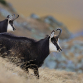 Kamzík vrchovský tatranský