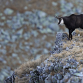 Kamzík vrchovský tatranský