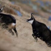 prvé náznaky  ruje....