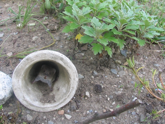 Tom & Jerry_Jerry v skrýši