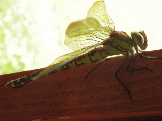 Vážka jednoškvrnná - je to ono?