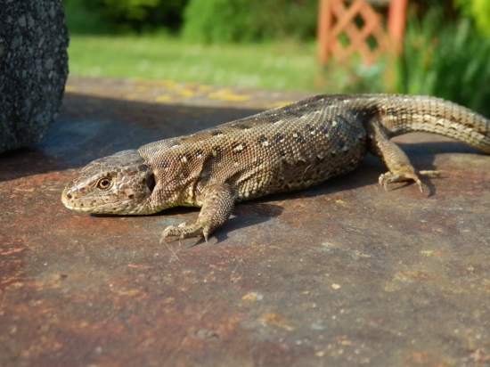 Jašterica krátkohlavá