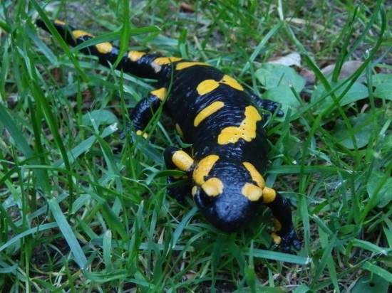 Salamandra skvrnita