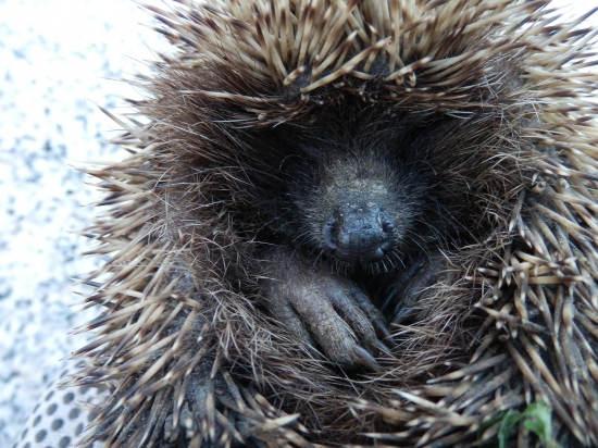 Ešte spím-nechajte ma!