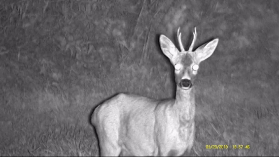 Srnček - výmena pohľadov
