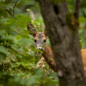 Zahráme si schovávačku!