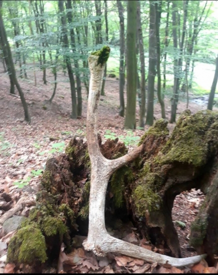 Starý zlomený |8-torák|