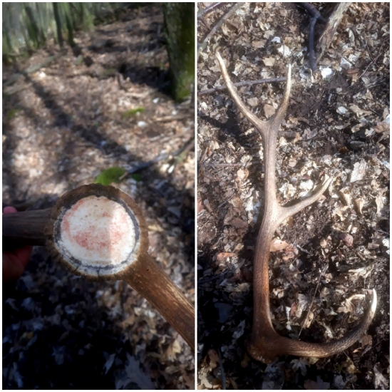 Tohtoročný krásavec |8-torák| 2