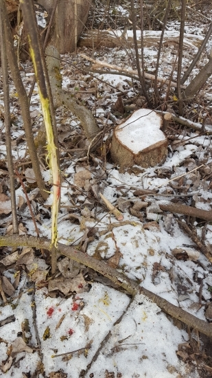 Stromcek ho prezradil...