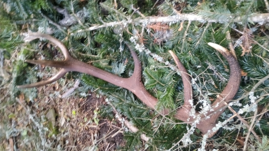 Posledný v roku 2019