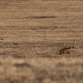 Líška s kamarátmi