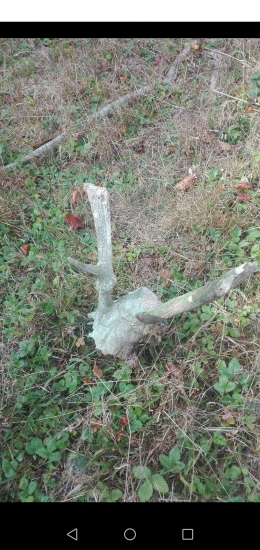 Úhyn mladého jeleňa poznáčeny časom