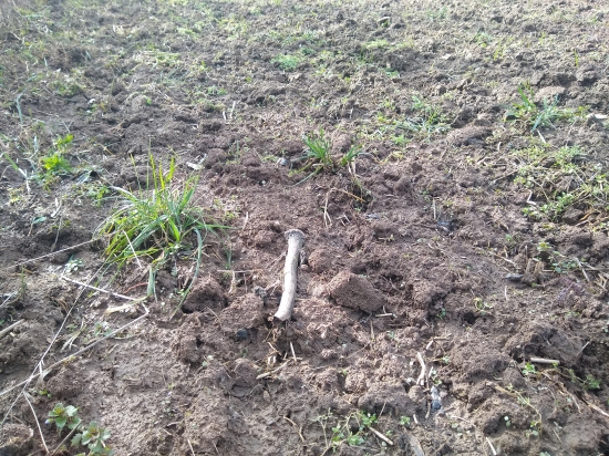 Zabudnutý na poli (3/2020)