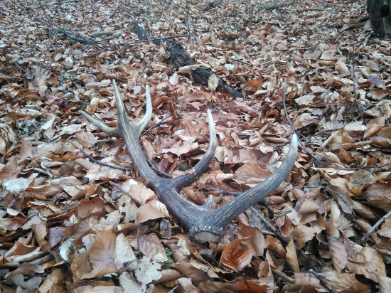 Minuloročný (5/2020)