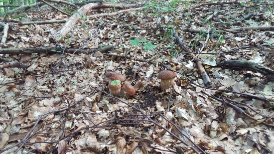 Niečo z minuloročnej sezóny...