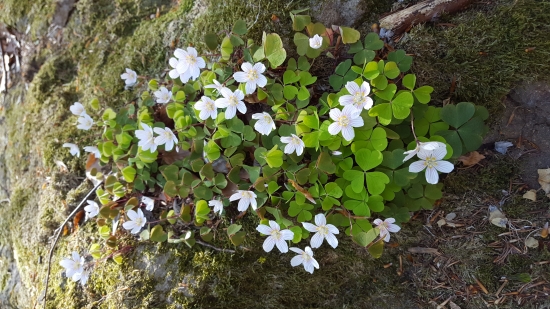 Kyslička obyčajná